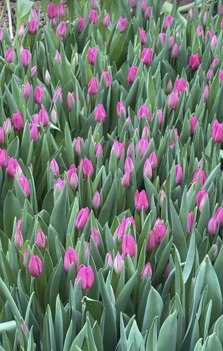 Шикарные тюльпаны в г. Шымкент