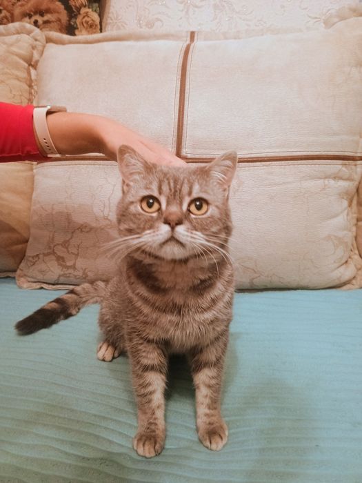 Отдам в добрые руки кота