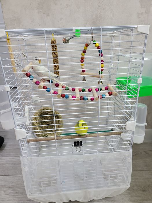 Продаю попугая волнистого