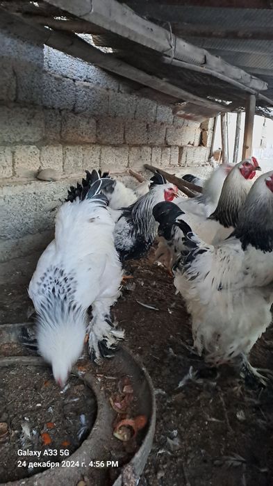 Черняевкада брама хўрозлар сотилади