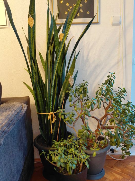 Стайни растения Сансевиера (меч/сабя) и дървото на живота