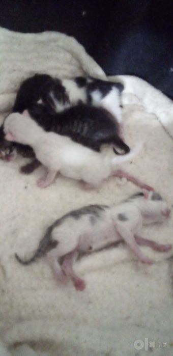 Сиамская кошка с котятами