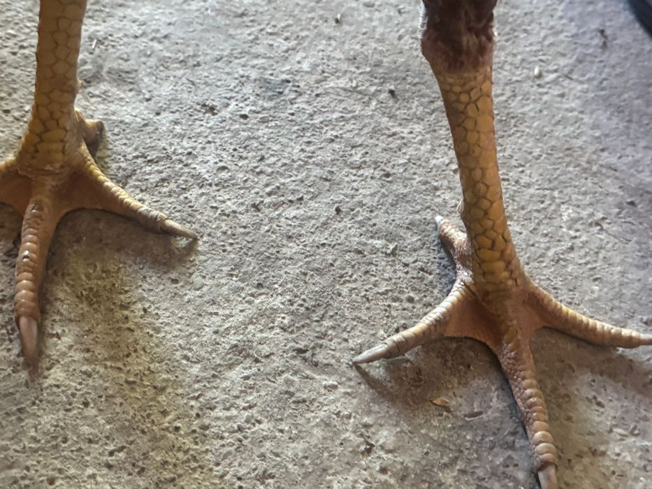 бойцовый петух қораз