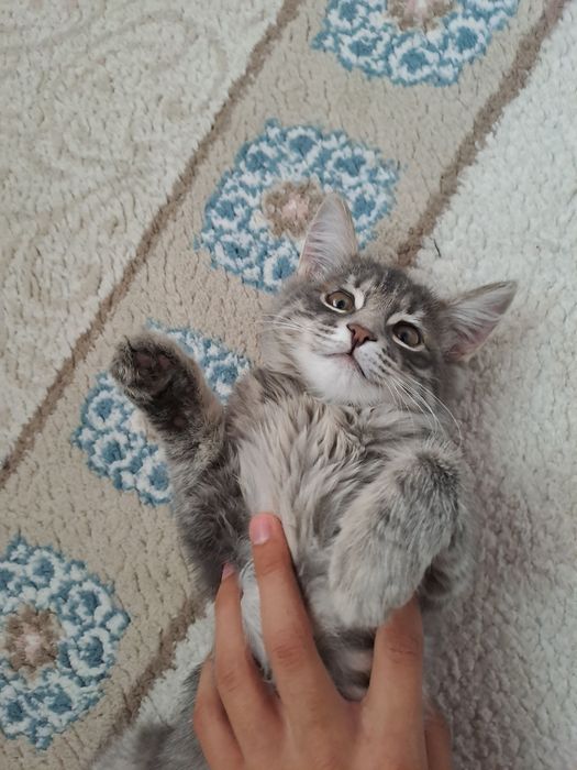 Котята  серый девочка