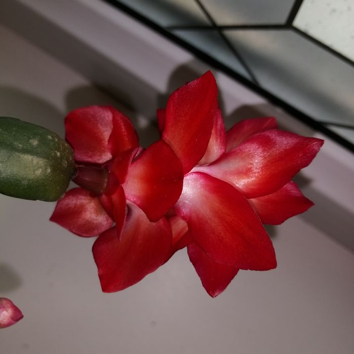 Продам садовые цветы