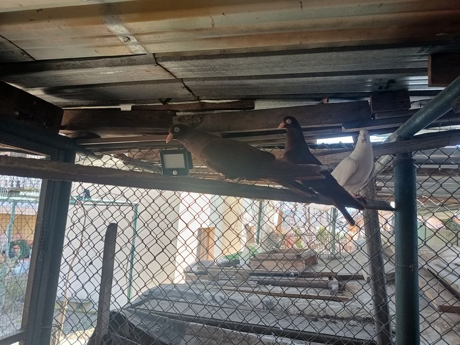 Продавам Гълъби, различни видове