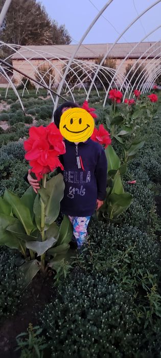 Kan gul shoyi gul kuchatlari