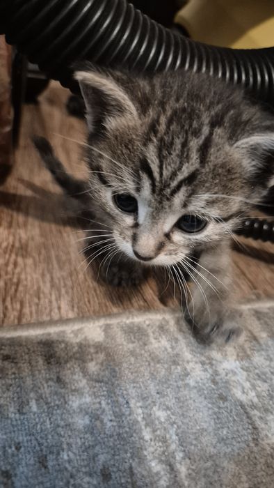 Отдам котят в добрые руки!