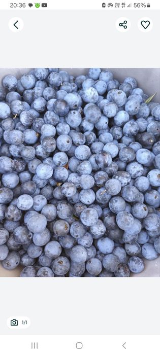 Vnd porumbele si paducel cules proaspat livrez la domiciliu in candita