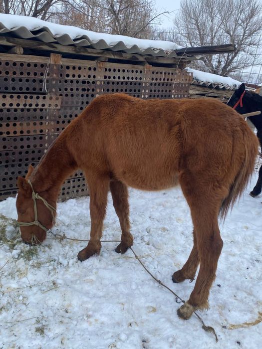 Екі бас еркек жабағы сатылады.