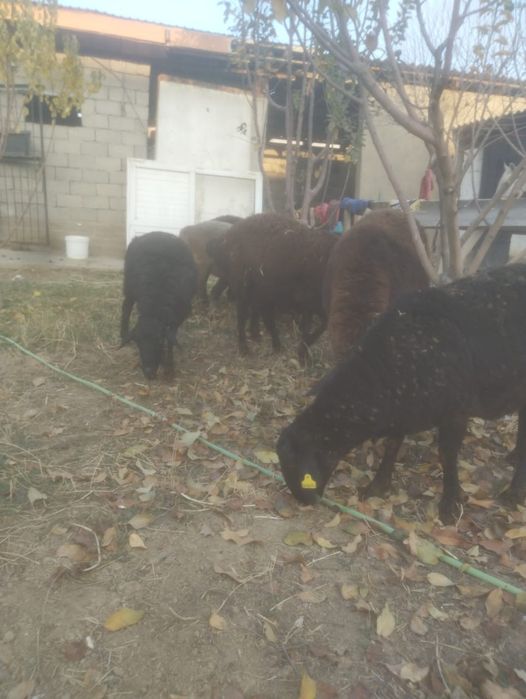 Буаз қойлар сатылады