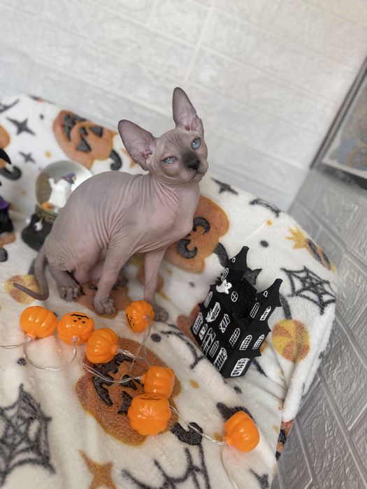 Baietel Sphynx blue point pedigree teste