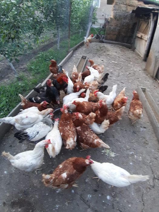 Продам курочек несушек