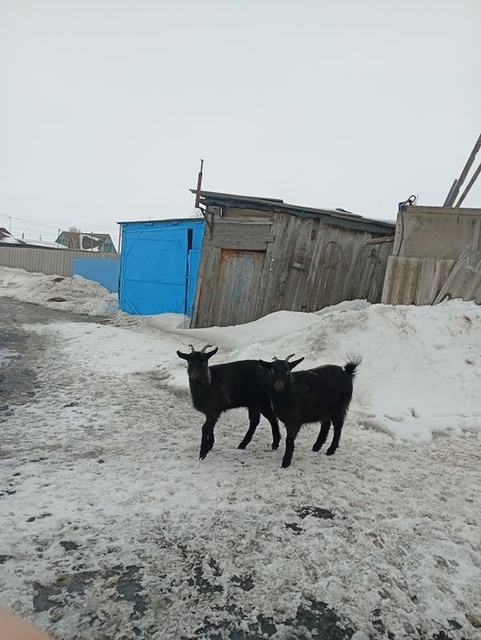 Продам две козы и одново козла