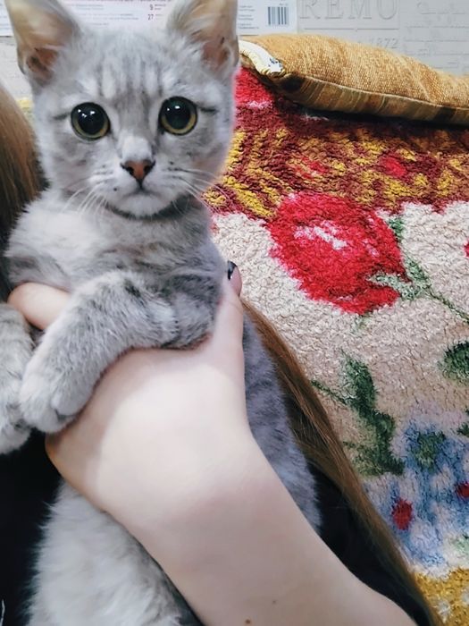 Продам котика мальчика