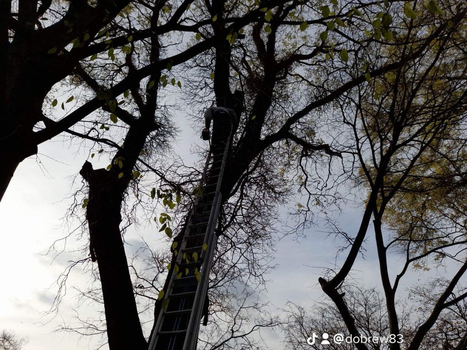 Рязане на високи опасни дървета