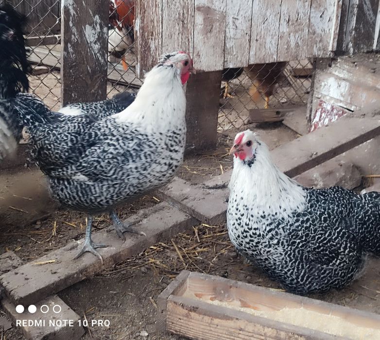 Разплодни яйца от Вествалска кокошка