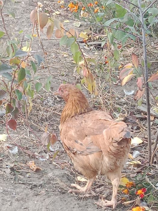 Продам домашние 2 курицы