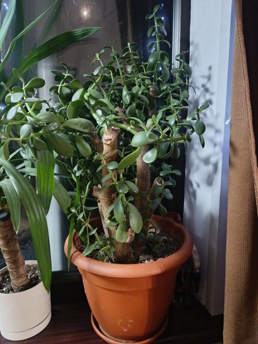 Живое дерево. Хавортия. Кактус