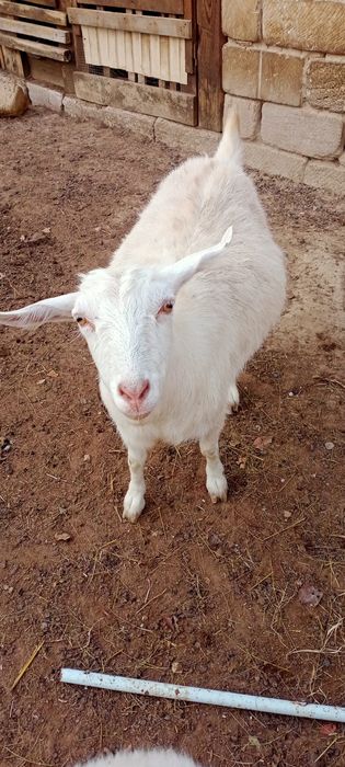 Ешки жане шыбыштар