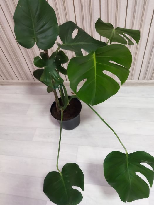 Комнатные цветы продам