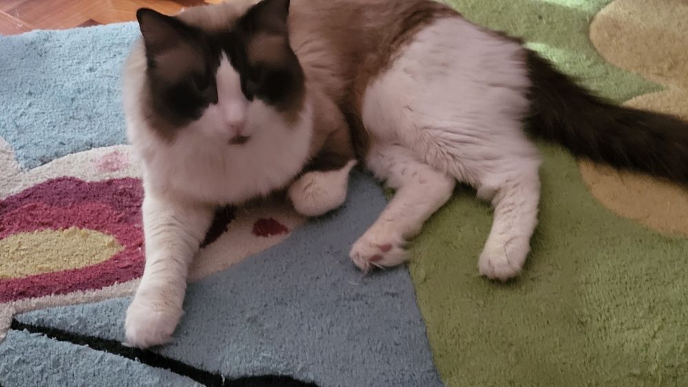 Котенца Регдол – 7 пухкави бебета почти на 3 месеца