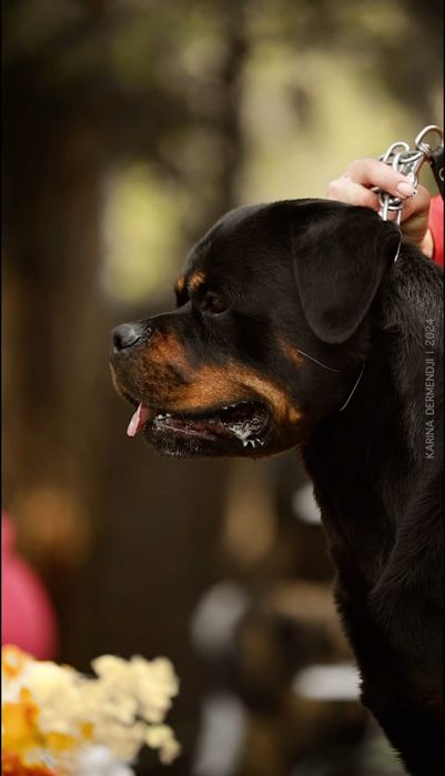 Ротвейлер вязка, Интернациональный Чемпион!