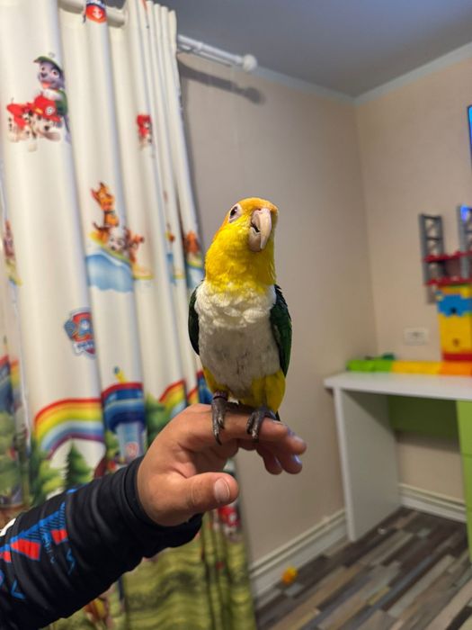 Papagali caique , pereche matură !