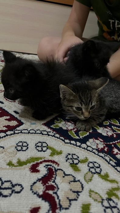 Отдам котят в добрые руки