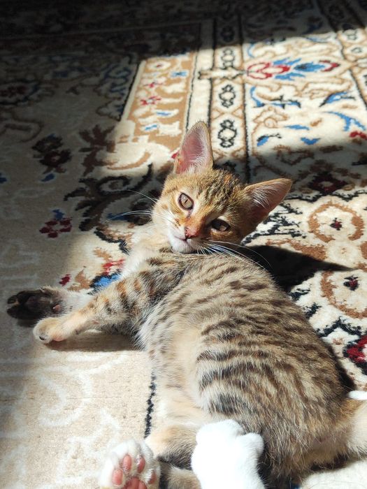 Отдам котят бауырластар 2