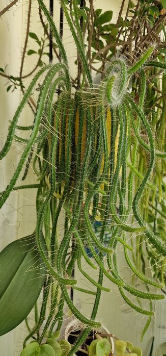 Цветы выращенные с любовью