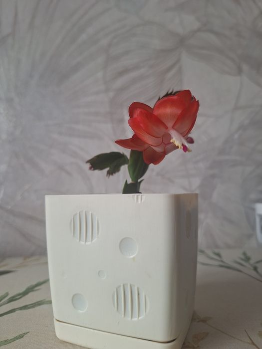 Декабрист (шлюмбергера)