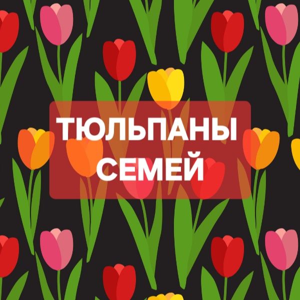 ОПТОМ Голландские тюльпаны