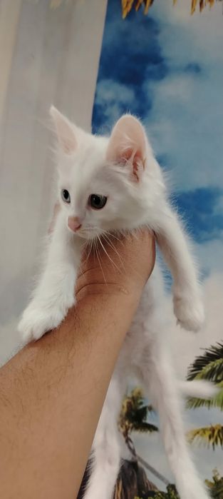 Продам прекрасных котят девочек