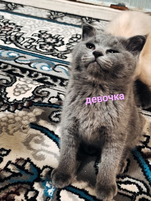 Чистокровные котята Скоттиш-фолд (Шотландская вислоухая) 
Предлаг