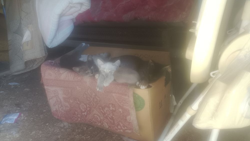 Отдам котят бесплатно