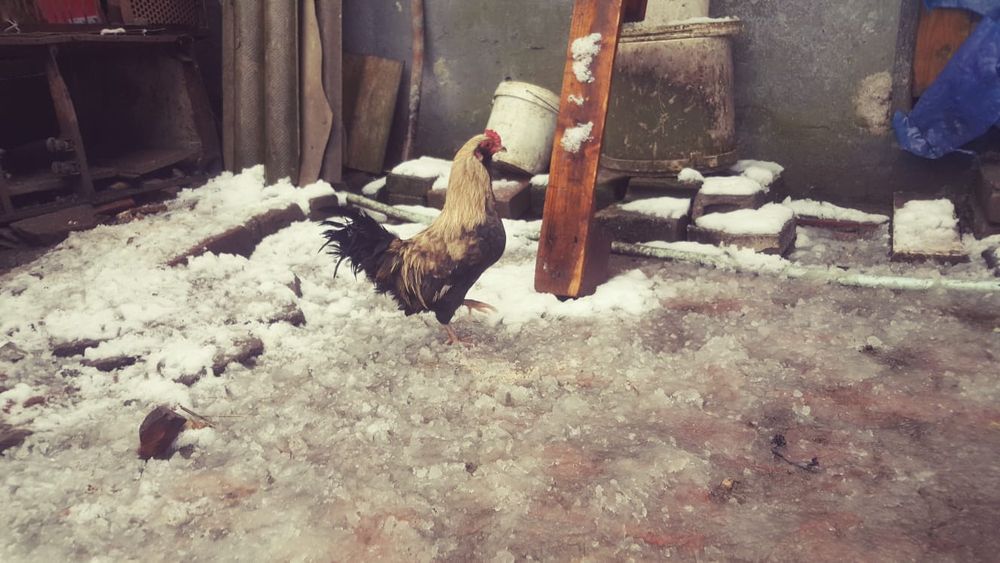 vind cocos pitic Ameraucan