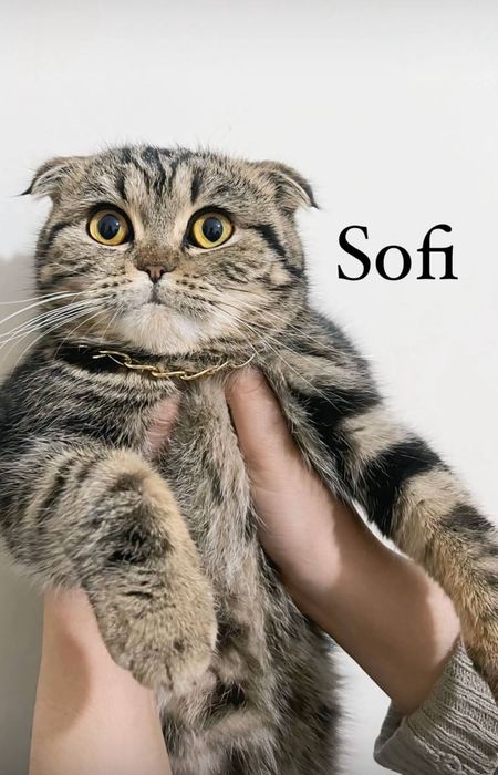 Scottish fold  shinshilla