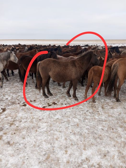 Бие сатылады қысыр