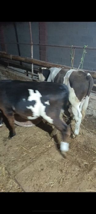 Продам 3 бычка подсосных