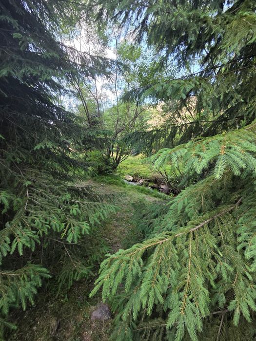 Vand 270m Teren la Sosea  Rîu în Spate Aproape de Vartop Arieseni Alba