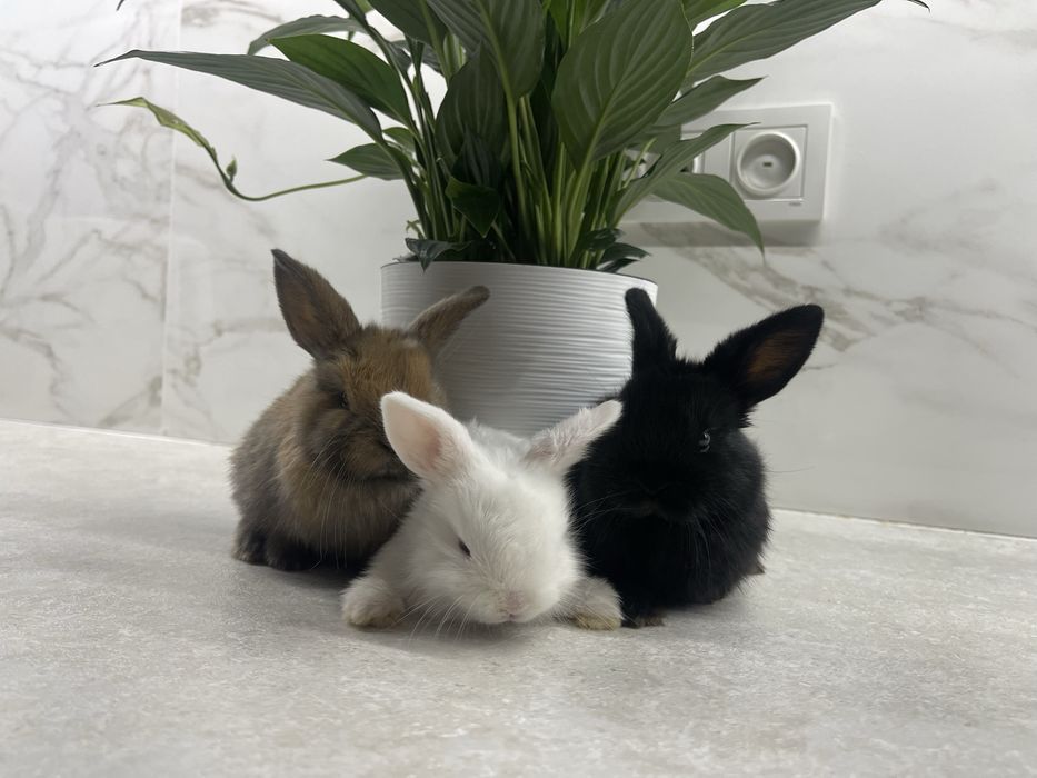 Продам Пару Мини Лоп