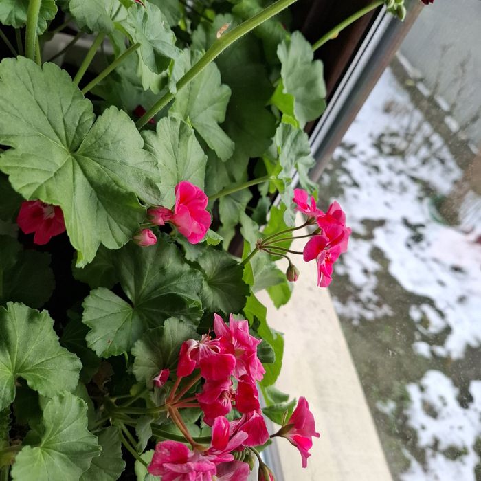 Продам комнатные цветы!