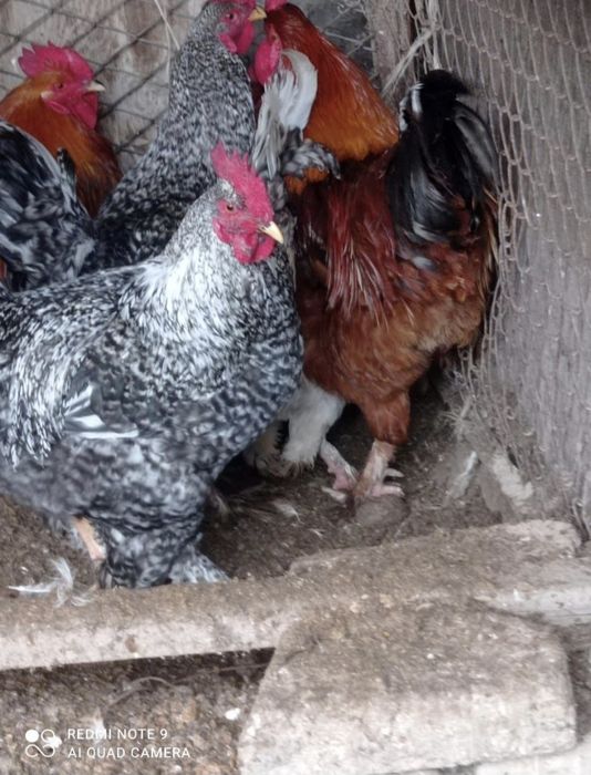 Кораз Семиз домашний