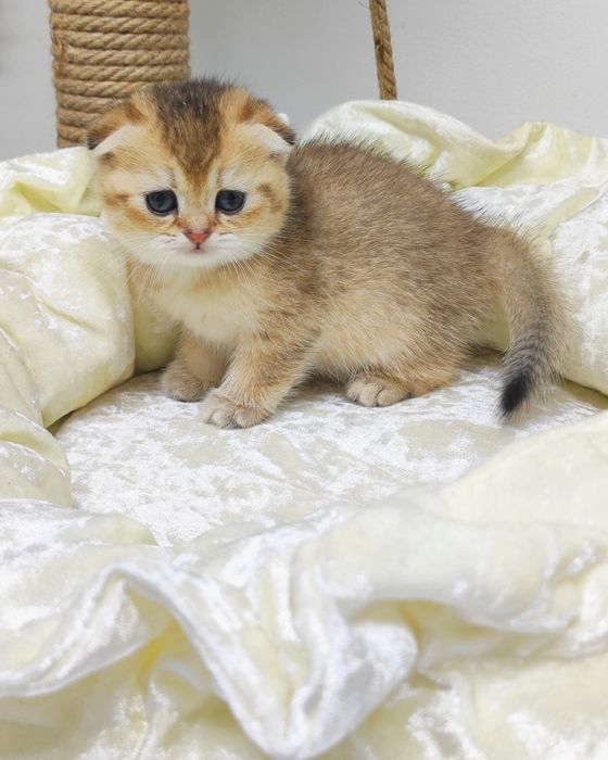 Кошечка шотландская