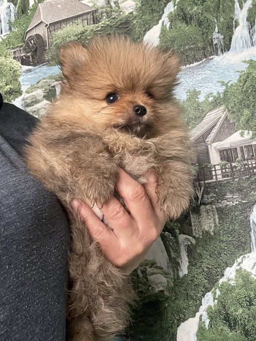 Щенки померанского шпица