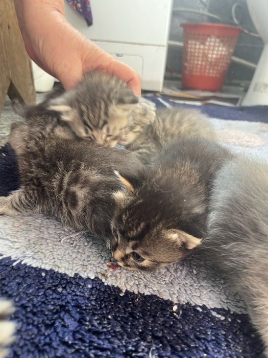Отдам котят в добрые руки