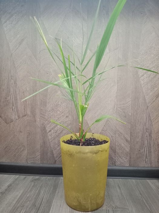 Финиковая пальма