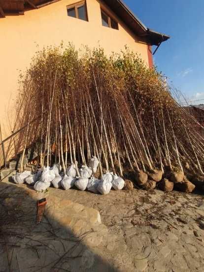 Arbori Mesteacăn / Tei pentru Amenajări Naturale