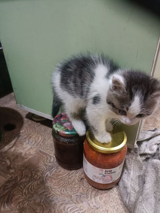 Дарю котенка крысылов